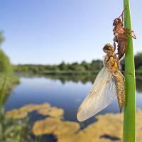 Four Spotted Chaser Dragonfly wideangle 1 